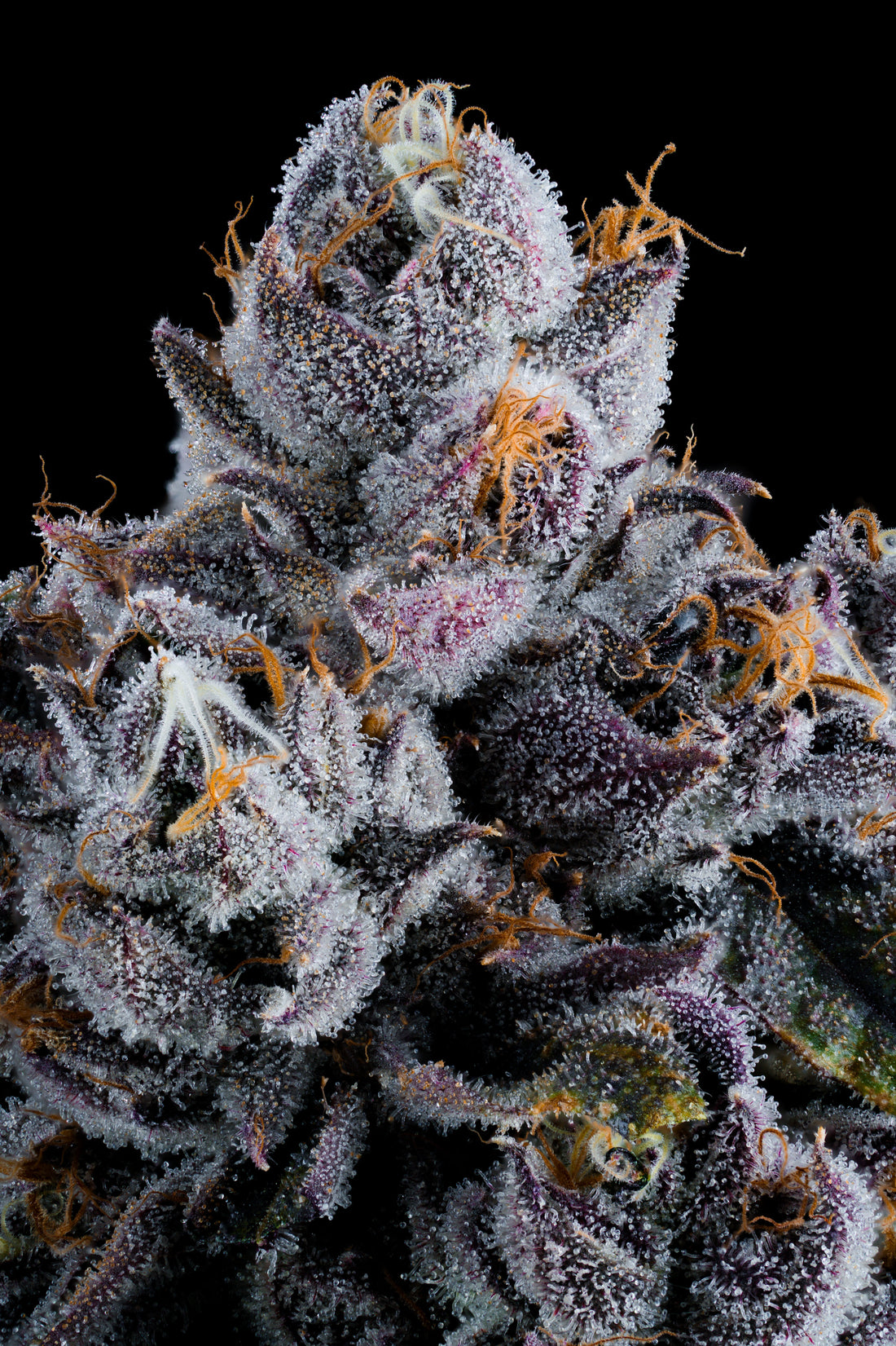 cannabis flower